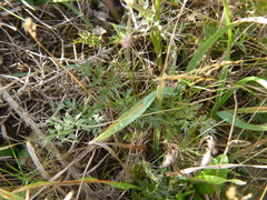 Silphiodaucus prutenicus