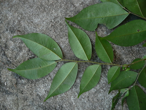 Tessmannia baikiaeoides