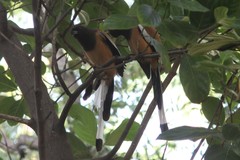 Dendrocitta vagabunda