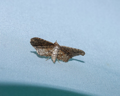 Picrostomastis inductalis