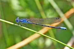 Argia alberta