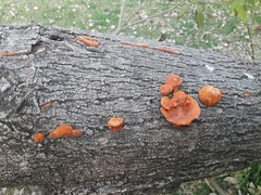 Fungi