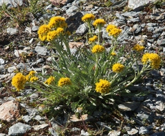 Jacobaea carniolica