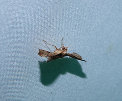 Picrostomastis inductalis