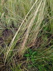 Stipa capillata