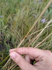 Stipa capillata