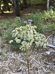 Angelica tomentosa