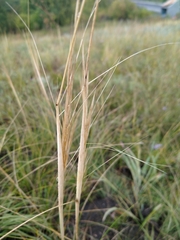 Stipa capillata
