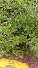 Stachytarpheta indica