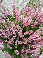 Calluna