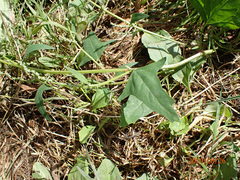 Atriplex prostrata latifolia