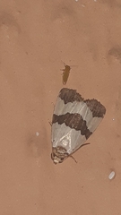 Maliattha quadripartita