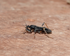 Ectomocoris atrox
