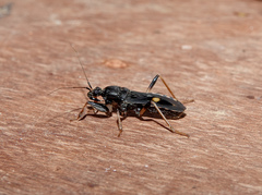 Ectomocoris atrox
