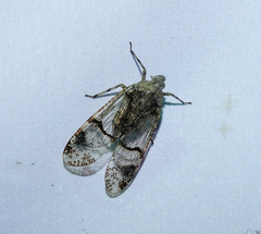 Dichoptera hyalinata