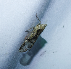 Dichoptera hyalinata