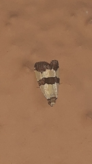 Maliattha quadripartita