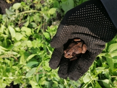 Pelobates vespertinus