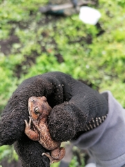 Pelobates vespertinus