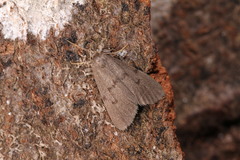 Apaidia mesogona