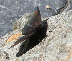 Erebia pluto