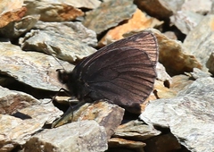 Erebia pluto