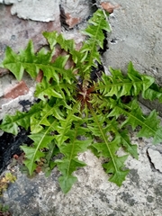 Taraxacum
