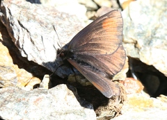 Erebia pluto
