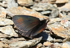 Erebia pluto