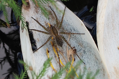 Pardosa pseudoannulata