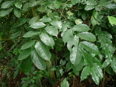Chidlowia sanguinea