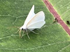Lomographa vestaliata