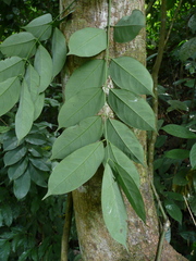Chidlowia sanguinea