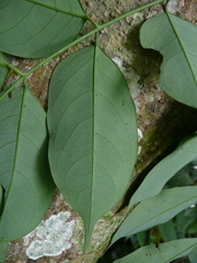 Chidlowia sanguinea