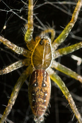 Lycosidae