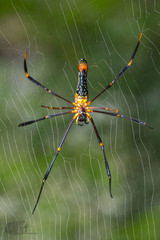 Nephila pilipes