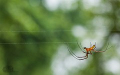 Nephila pilipes