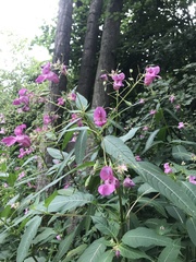 Impatiens glandulifera