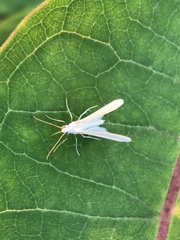 Lomographa vestaliata