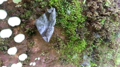 Bastilla amygdalis