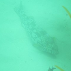Aplodactylus arctidens