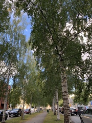 Betula pendula