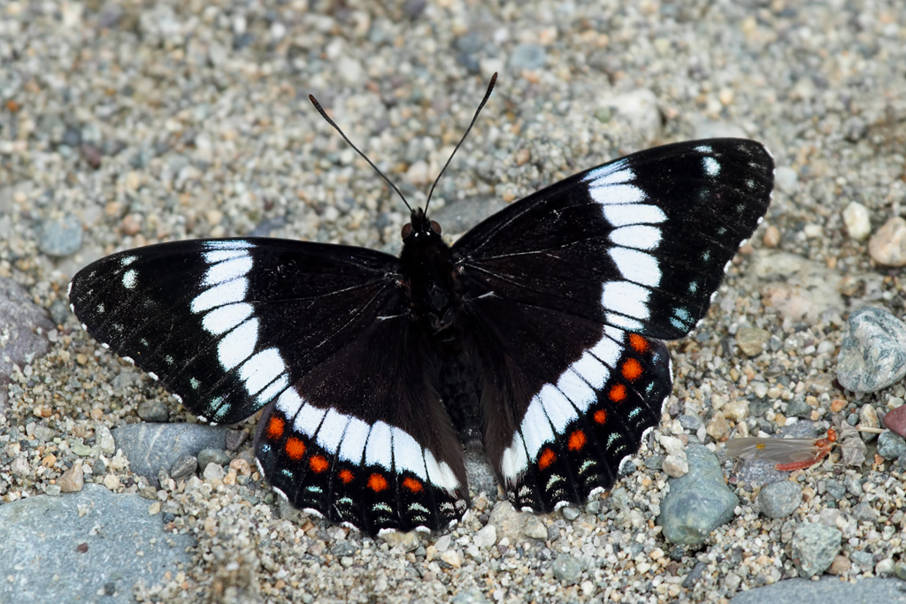 Red-spotted Admiral