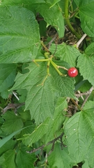 Viburnum opulus