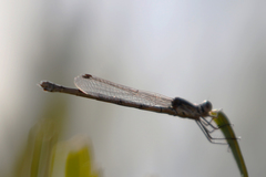 Austrolestes aridus