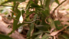 Cyrtarachne inaequalis