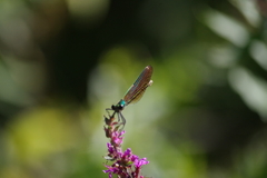 Calopteryx xanthostoma