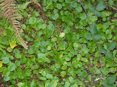 Hydrocotyle vulgaris