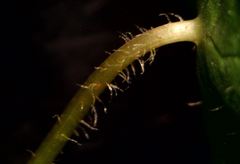 Hydrocotyle vulgaris