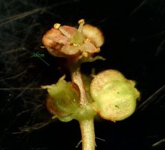 Hydrocotyle vulgaris